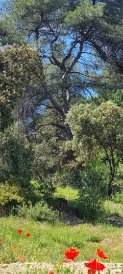 Aparthotel Les Bois De Zola Entre Provence Et Luberon à Saint-Esteve-Janson Chambre photo